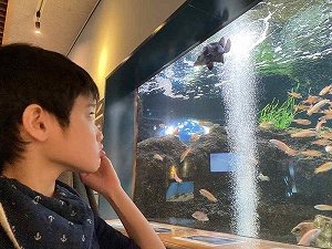 水槽の中の魚を見ている生徒