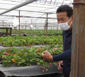 イチゴの収穫について説明をする井上さん。