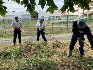 農場の周りで刈った草を集める生徒たち